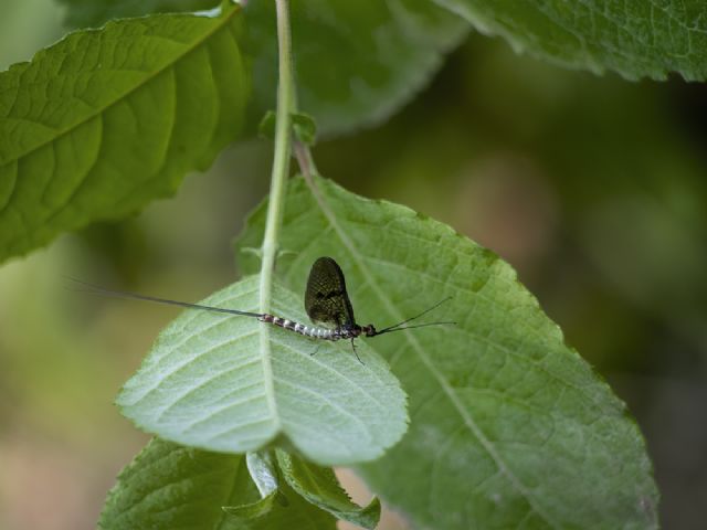 Effimera nera da identificare:  Ephemera danica